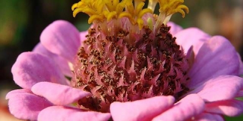 Kako sakupiti sjeme cinije kod kuće